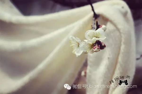 梧桐细雨昔日的钻石披肩----白落梅