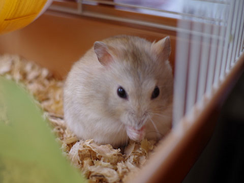 宠物仓鼠禁忌,仓鼠日常饲养小知识大揭秘