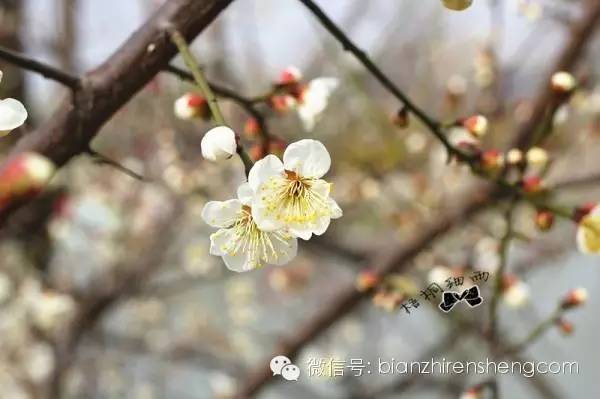 梧桐细雨昔日的钻石披肩----白落梅