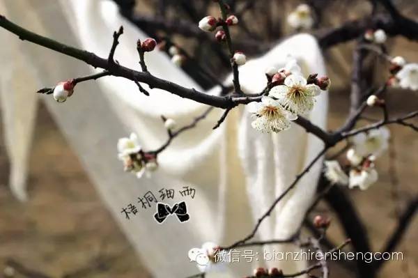 梧桐细雨昔日的钻石披肩----白落梅