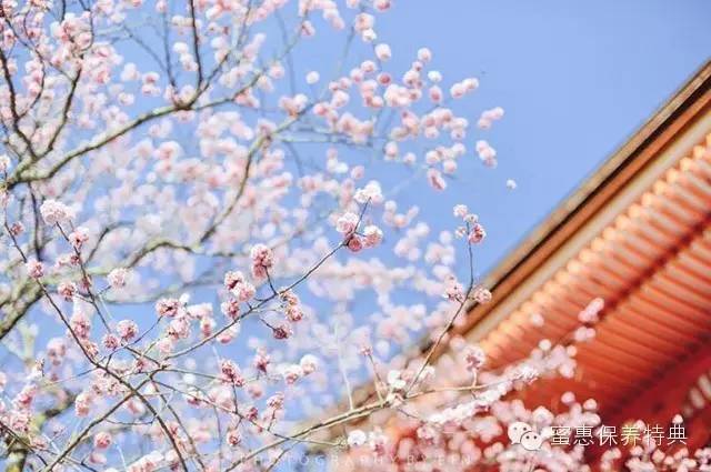 春季限定三月樱花白,3月粉色樱花系列