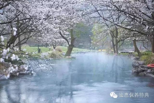 春季限定三月樱花白,3月粉色樱花系列