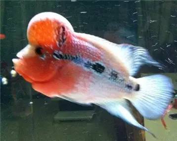 罗汉鱼知识,罗汉鱼的正确分析