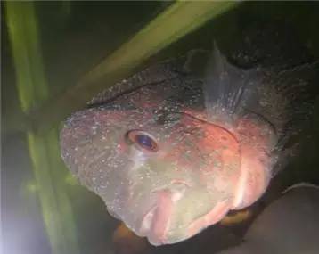 罗汉鱼知识,罗汉鱼的正确分析