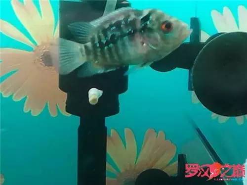 罗汉鱼换水后状态不好,罗汉鱼好几天不排便但状态正常