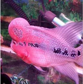 罗汉鱼换水后状态不好,罗汉鱼好几天不排便但状态正常