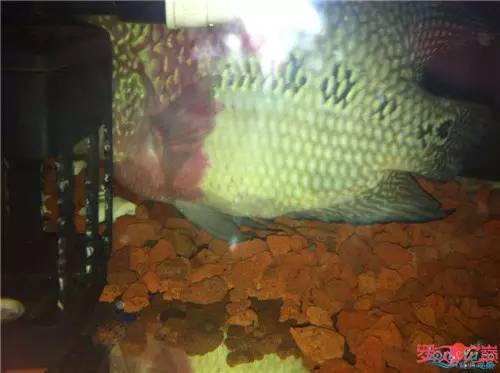 罗汉鱼换水后状态不好,罗汉鱼好几天不排便但状态正常