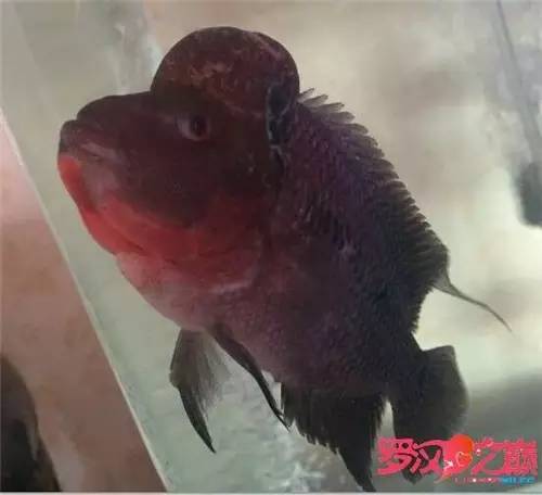 罗汉鱼换水后状态不好,罗汉鱼好几天不排便但状态正常