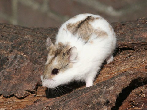 宠物仓鼠禁忌,仓鼠日常饲养小知识大揭秘