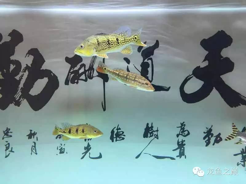 知我者谓我心忧是什么意思呢,知我者谓我心忧图片配图