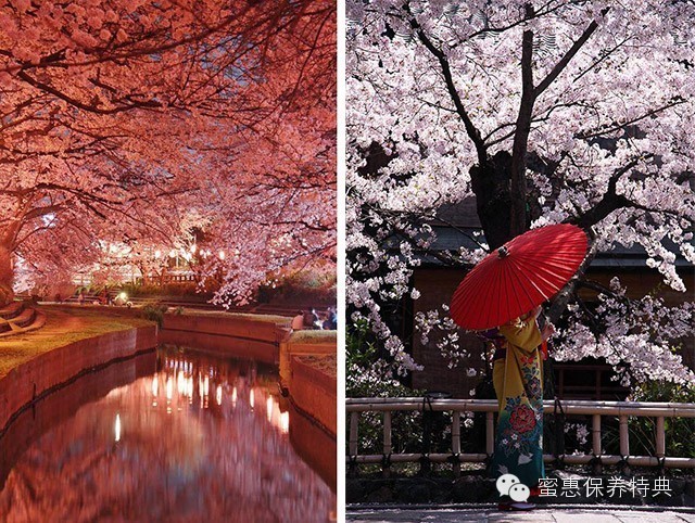 春季限定三月樱花白,3月粉色樱花系列