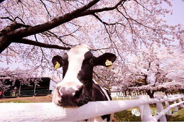 春季限定三月樱花白,3月粉色樱花系列