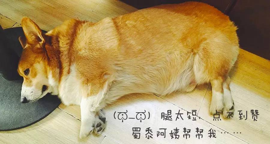 祸黑犬缘为哪般,察端倪智用乳齿