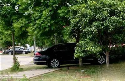 小鸟被恶鸟袭击,被鸟粪袭击怎么办