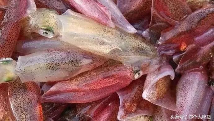 食材｜东山小管：有着一肚子的墨水，却是鱿鱼家族的小可爱！