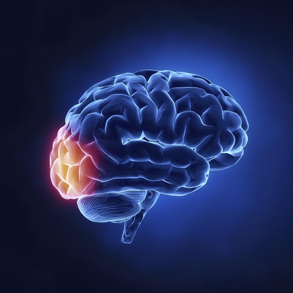 人类的大脑有五大方面,人类的大脑有巨大的潜能可以开发