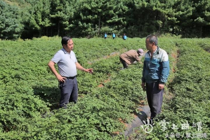 晏廷章:陡红山上种当归