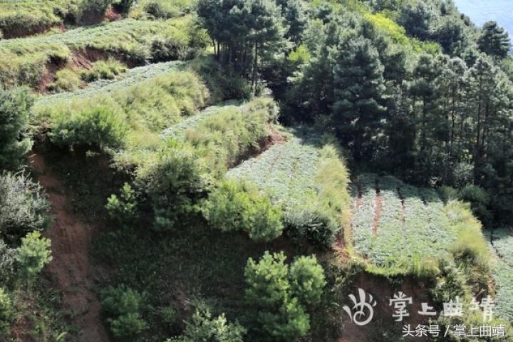 晏廷章:陡红山上种当归
