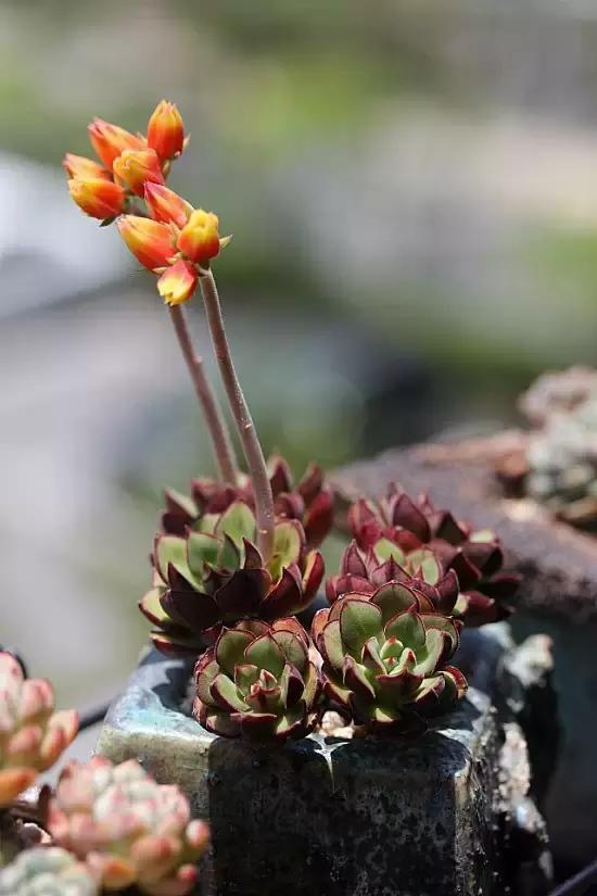 迷人的多肉阳台,韩国主妇阳台