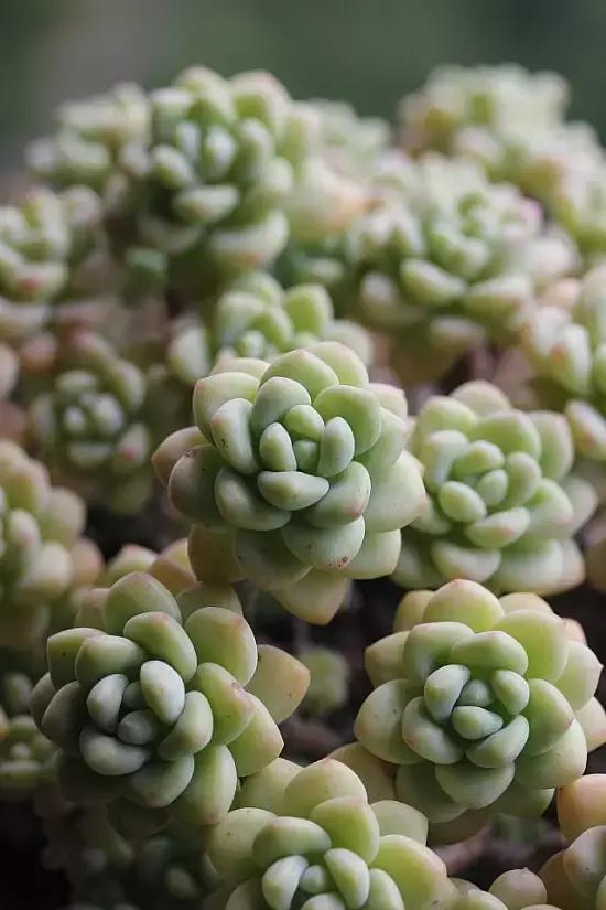 迷人的多肉阳台,韩国主妇阳台