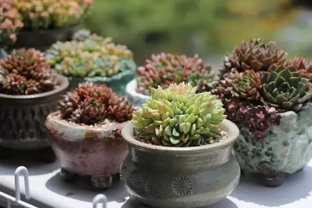 迷人的多肉阳台,韩国主妇阳台