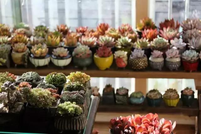 迷人的多肉阳台,韩国主妇阳台