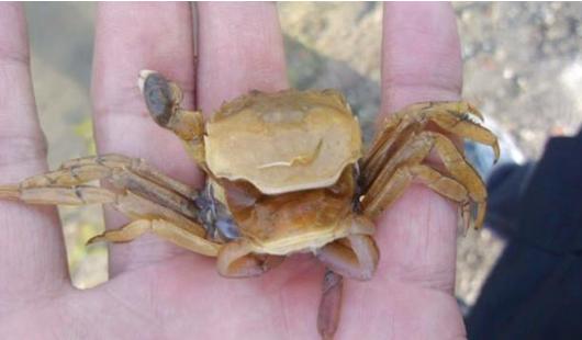教你4步挑选大闸蟹,一分钟看懂大闸蟹