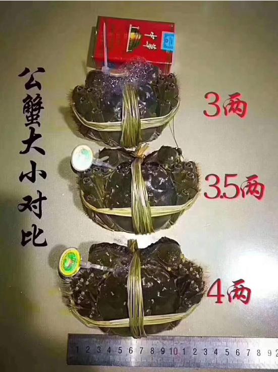 教你4步挑选大闸蟹,一分钟看懂大闸蟹