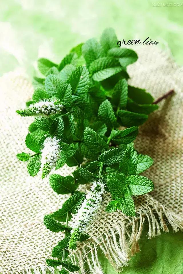 植物如何驱虫比较有效,植物驱虫方法小妙招