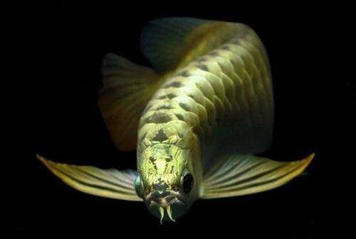 龙鱼挑食龙鱼拒食全攻略,龙鱼换季趴缸拒食怎么解决