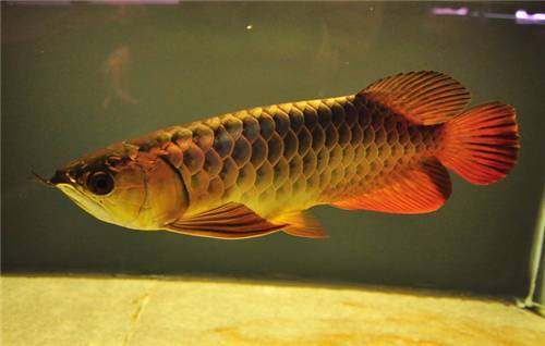 龙鱼挑食龙鱼拒食全攻略,龙鱼换季趴缸拒食怎么解决