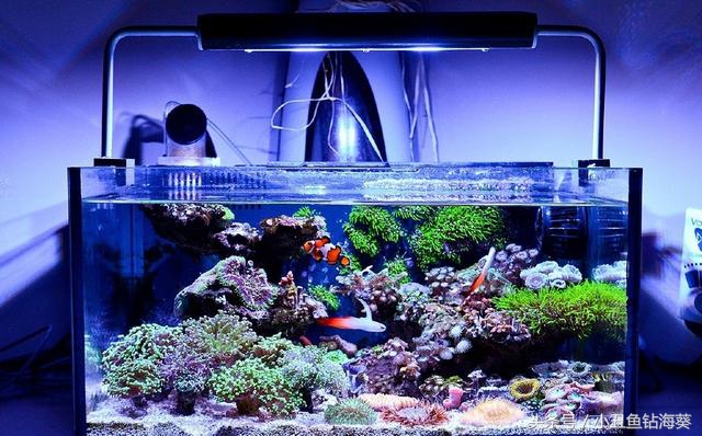 海水缸要不要开白光,fot海水鱼缸开缸视频教程