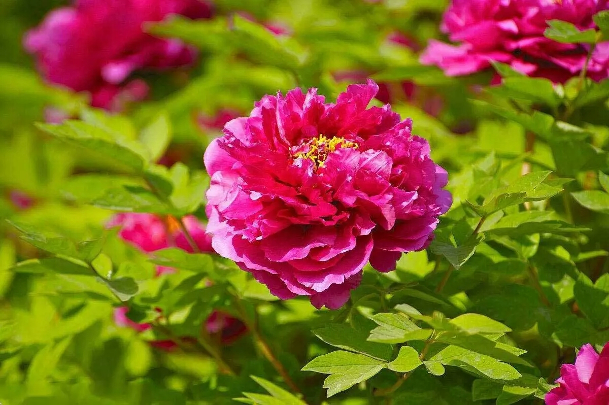 各个国家的国花有什么,各个国家的国花是什么花