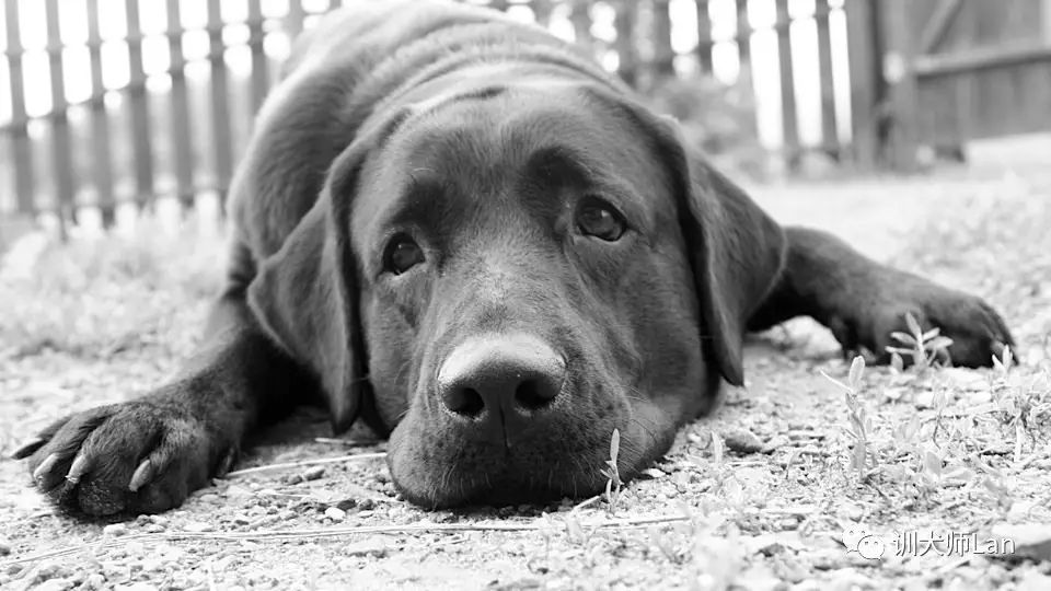 狗狗实在不听话可以用棍子吓它吗,怎么训练调皮不听话的狗狗
