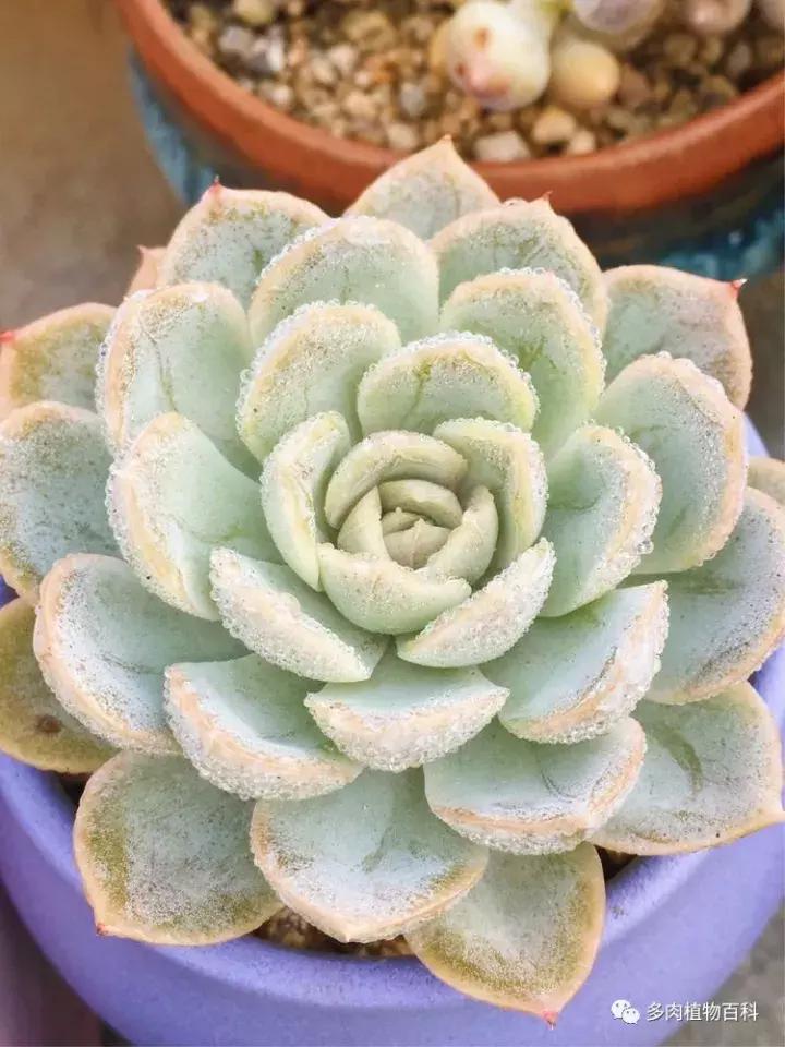 多肉吸收露水会长得更好吗,露养多肉有露水怎么办