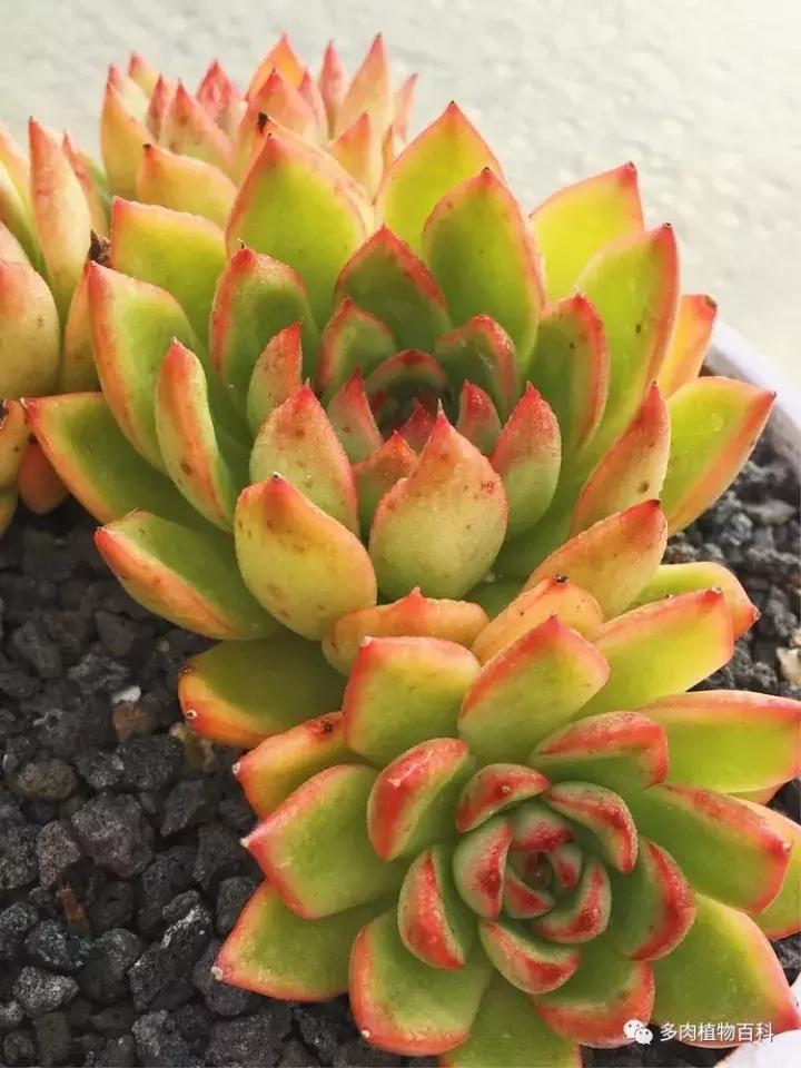 多肉吸收露水会长得更好吗,露养多肉有露水怎么办