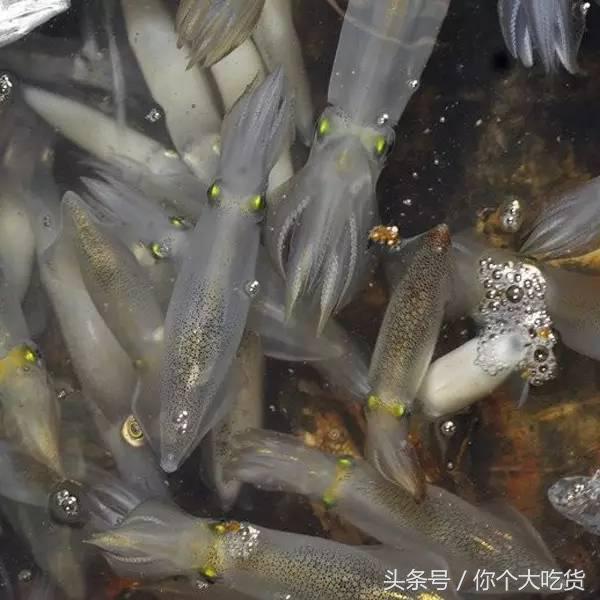 食材｜东山小管：有着一肚子的墨水，却是鱿鱼家族的小可爱！