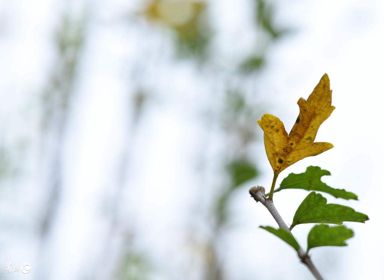 秋分问候祝福语微信,秋分早上好问候图文