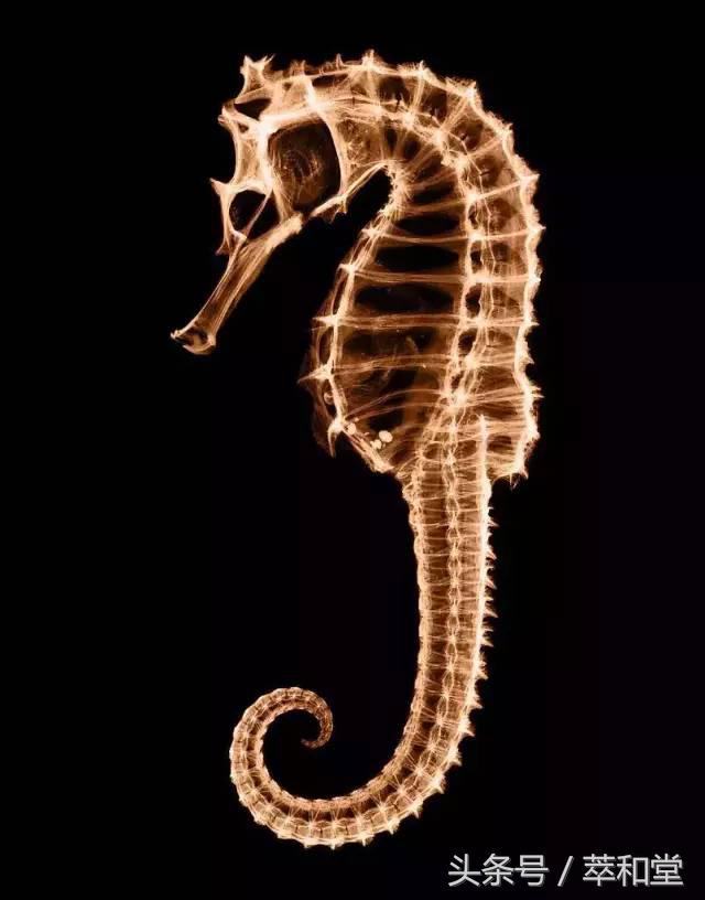 滋补科普：广东和香港人喜欢的“海马”到底是啥？