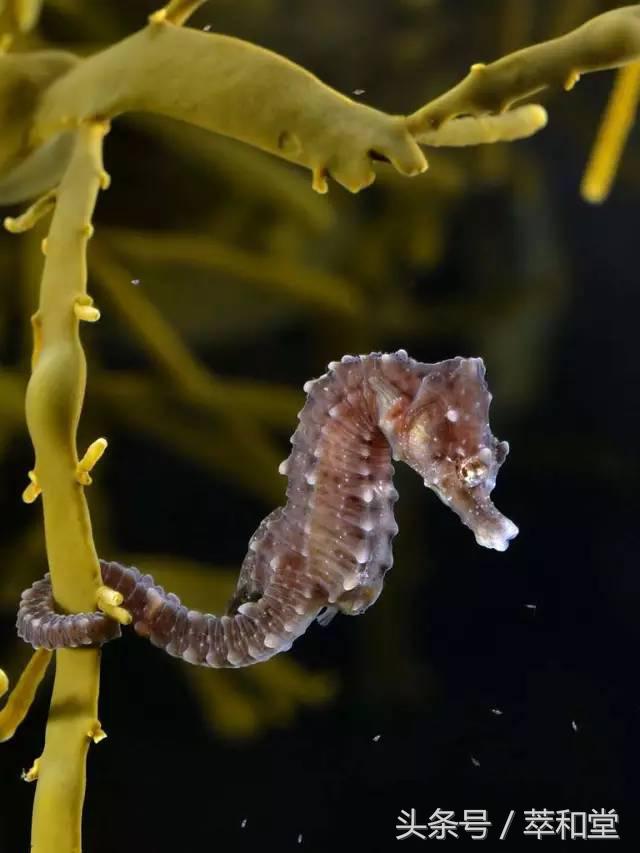 滋补科普：广东和香港人喜欢的“海马”到底是啥？