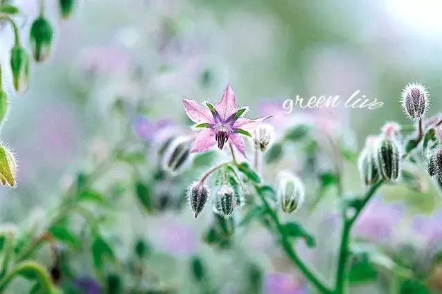 植物如何驱虫比较有效,植物驱虫方法小妙招