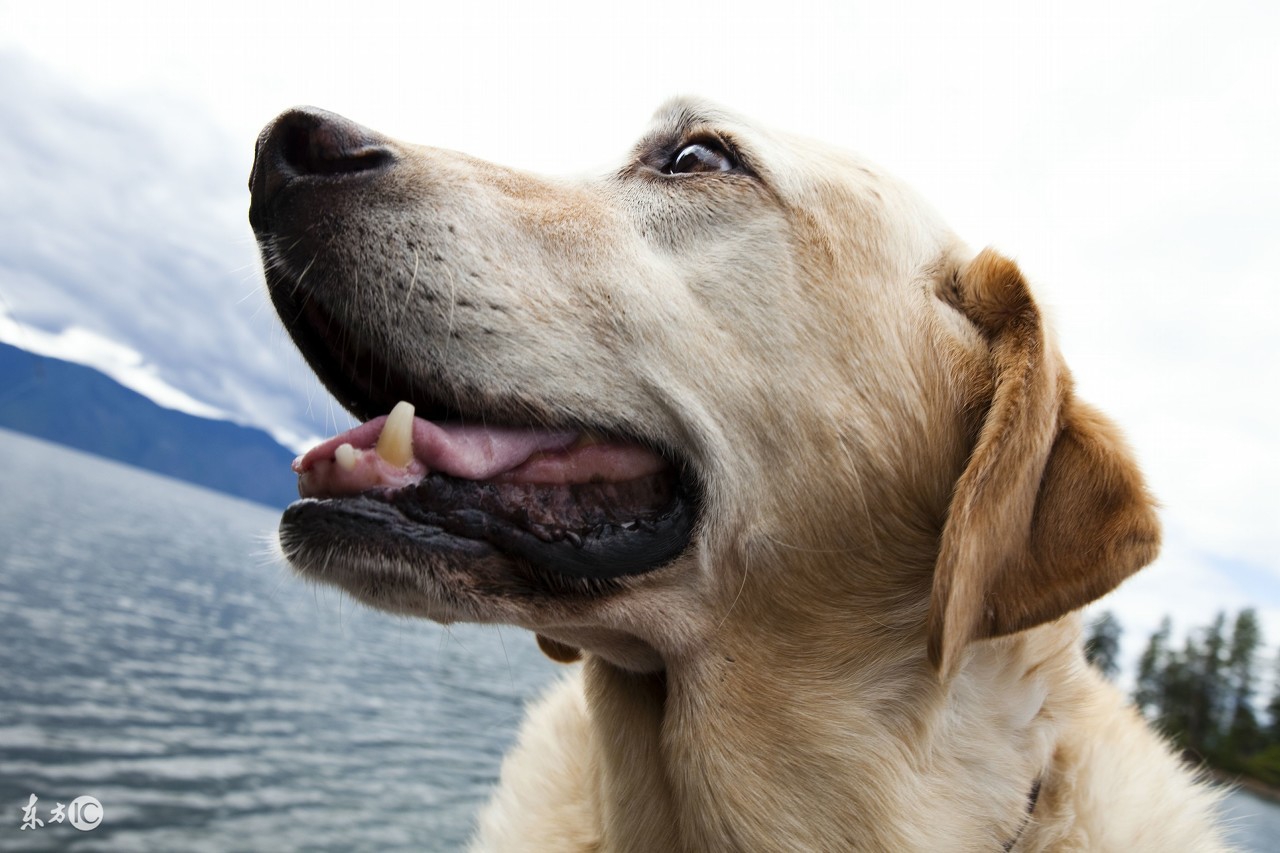 母狗发情与配种接生的常识顺口溜