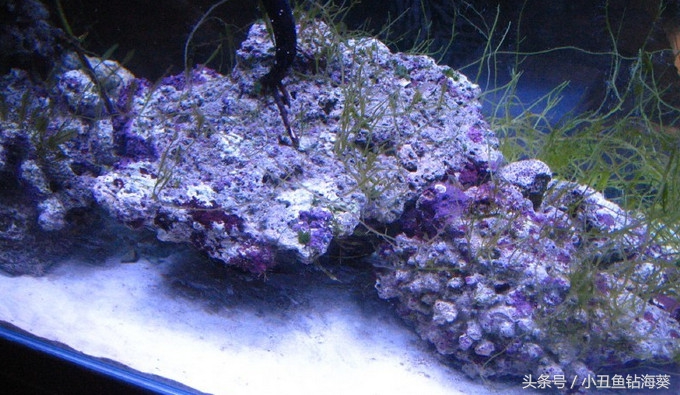海水缸要不要开白光,fot海水鱼缸开缸视频教程