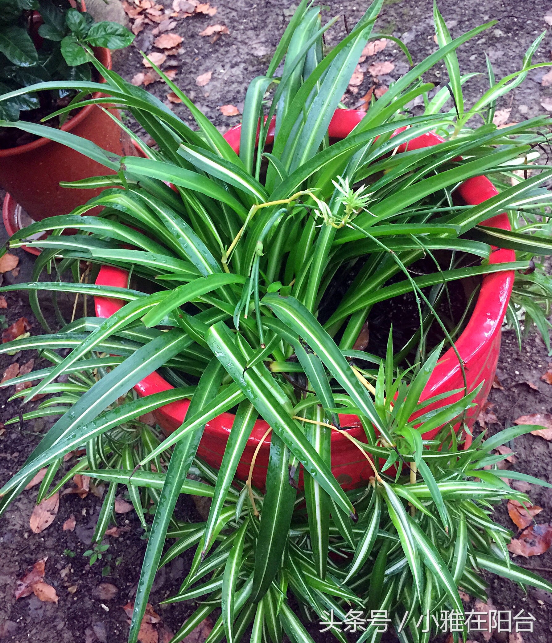 吊兰怎么养才能旺盛容易开花,室内养的吊兰有哪些品种及图片