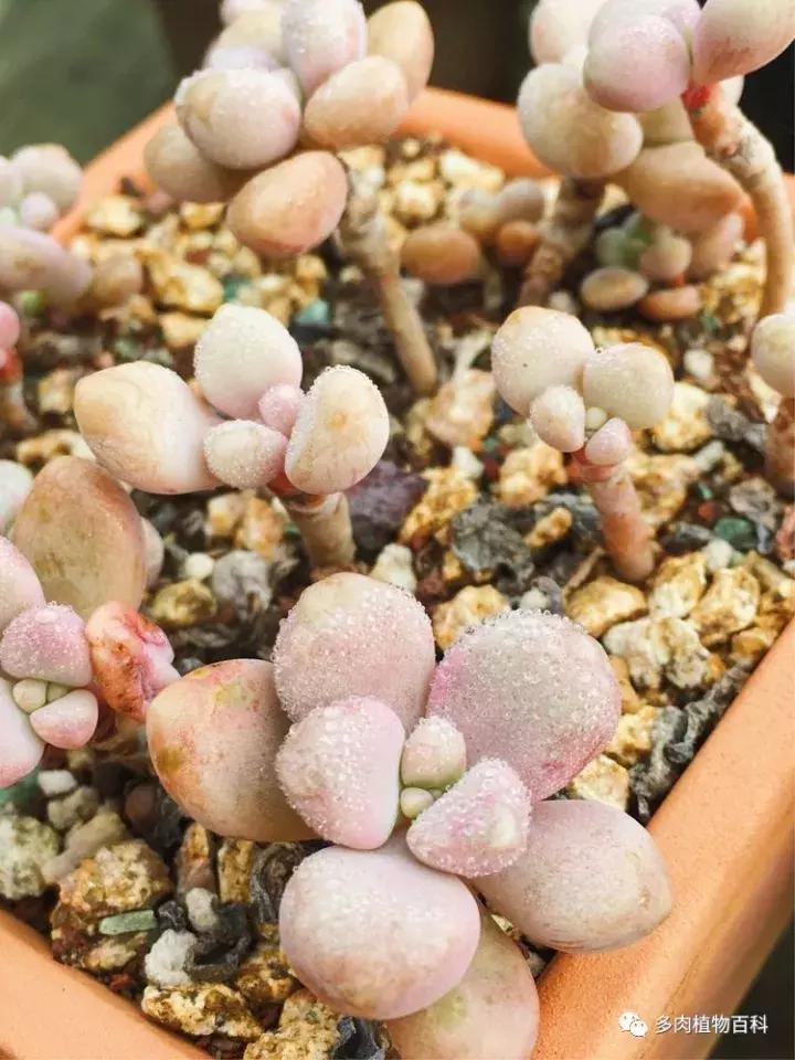 多肉吸收露水会长得更好吗,露养多肉有露水怎么办