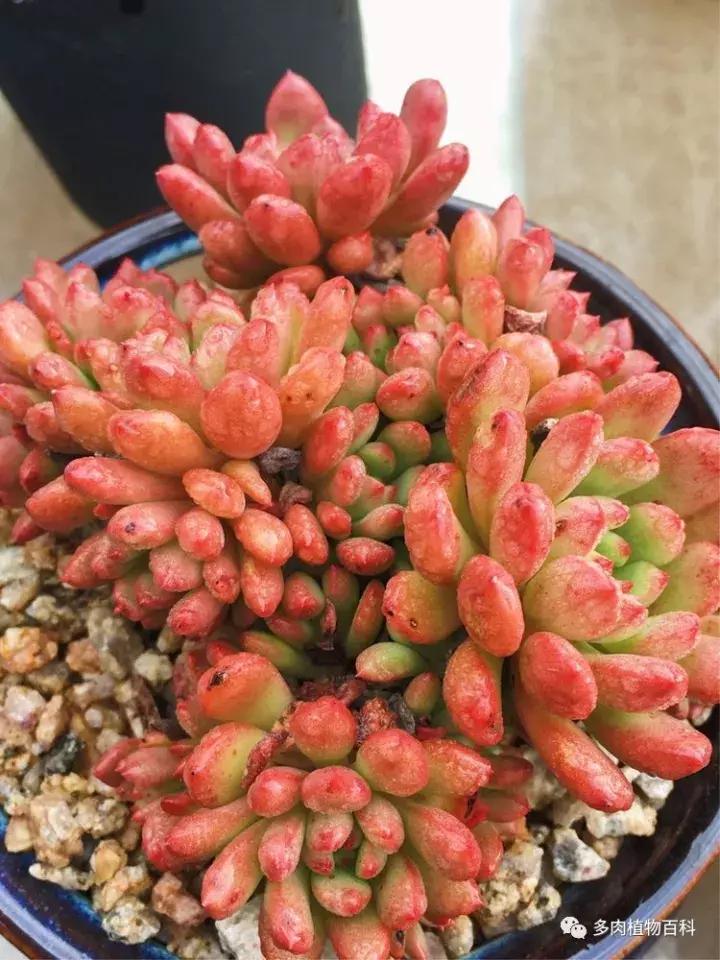 多肉吸收露水会长得更好吗,露养多肉有露水怎么办