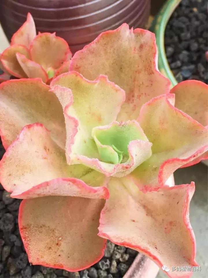 多肉吸收露水会长得更好吗,露养多肉有露水怎么办