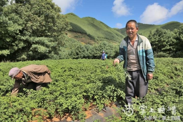 晏廷章:陡红山上种当归
