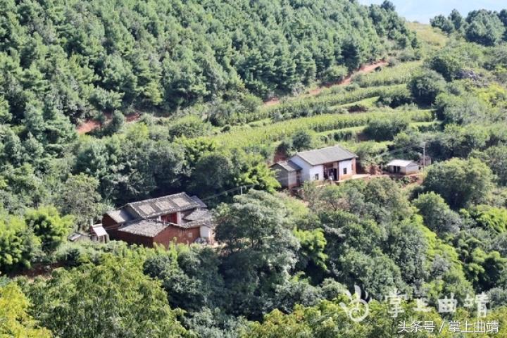 晏廷章:陡红山上种当归