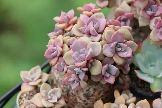 迷人的多肉阳台,韩国主妇阳台